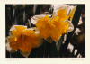 flower10.gif (134230 bytes)